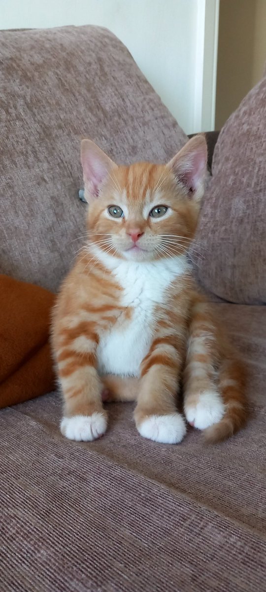 2cool4thefridge's tweet photo. @ellle_em This is Freddie, he's only 9 weeks old https://t.co/emqQjftvp9