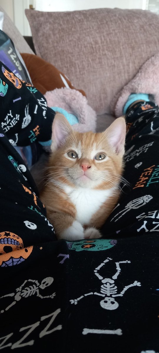 2cool4thefridge's tweet photo. @ellle_em This is Freddie, he's only 9 weeks old https://t.co/emqQjftvp9