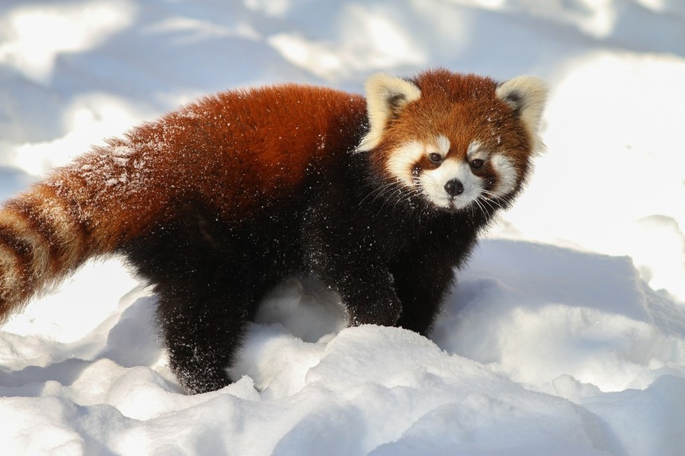 RedPandaEveryHr's tweet photo. https://t.co/7pDpeRn36U