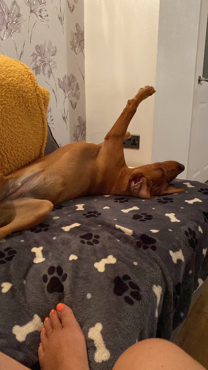 ShellHughes25's tweet photo. @LaurenEMorrill Awww my pup Peggy sleeps exactly the same in her crate too or on the sofa 🤣🤣 https://t.co/tF9QDOJUHH