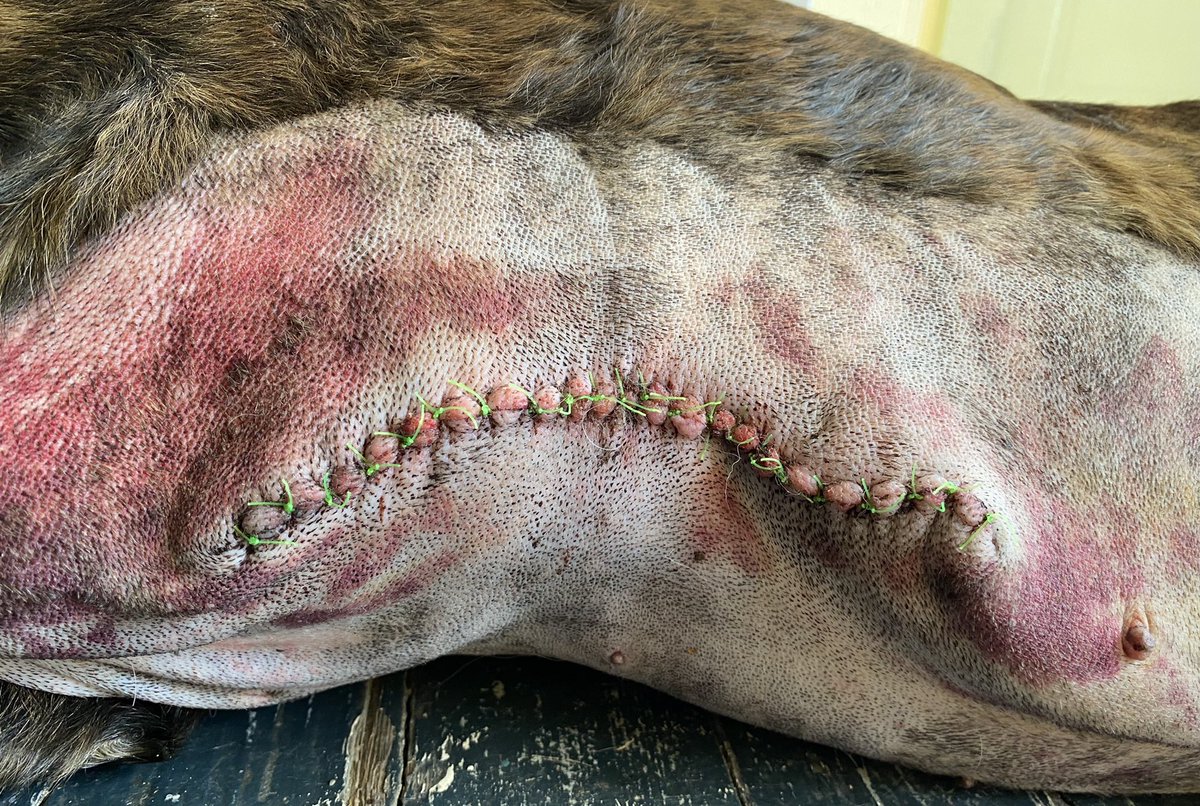GuidetoSpas's tweet photo. @chortletown @defenders_dog It’s well known Donna took a trip to Italy because she posted her vacation photos, like most people do! Rescue people deserve vacations. BTW There were complications with Anthony’s surgery and Donna approved a second surgery to stop the bleeding. That is foster support. https://t.co/yigmxDnhZB