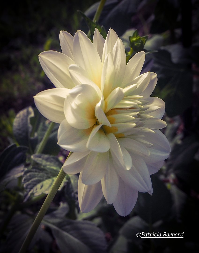rockandroses_'s tweet photo. Dahlia still flowering beautifully... #Flowers #gardening #nature
 #flowerphotography #DahliaLove #GardeningTwitter https://t.co/oMWHhCGklk
