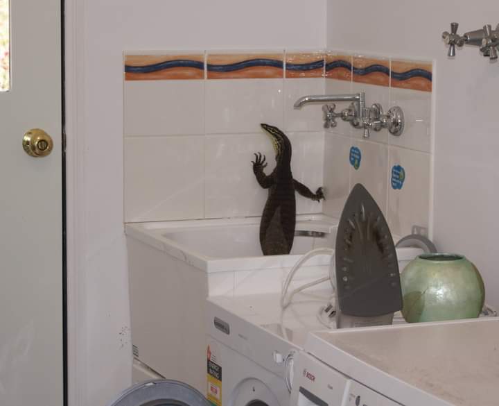 SnakeOutBrisbane tweet media