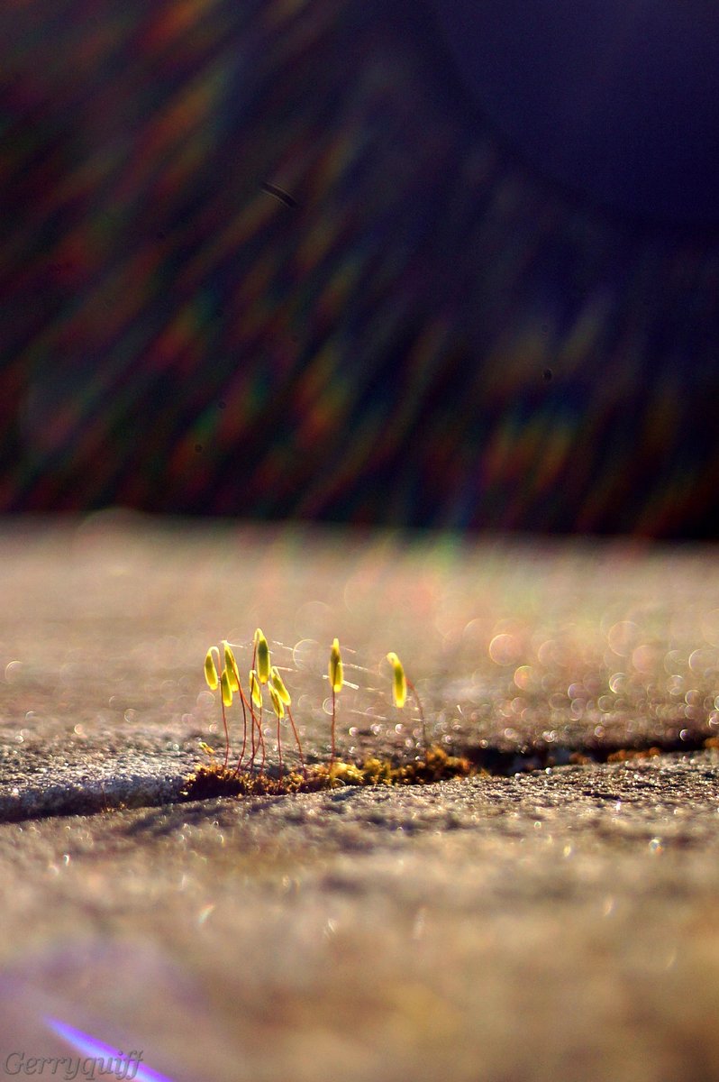 gerryq photos 🏴󠁧󠁢󠁳󠁣󠁴󠁿 tweet media