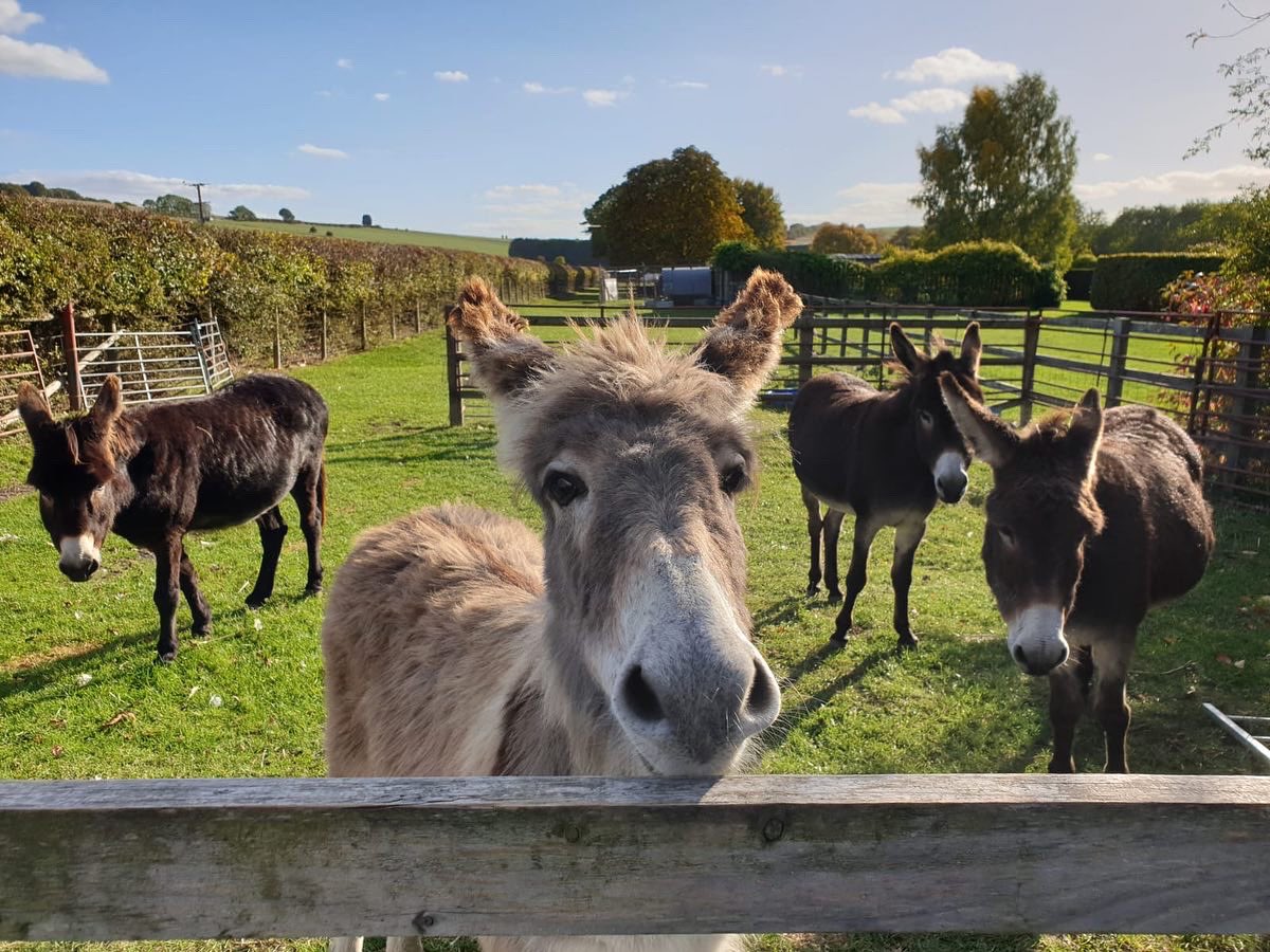 New donk alert! This week we welcomed five month old Zebradee to the herd. The girls are not in the least bit amused, but we humans love him.