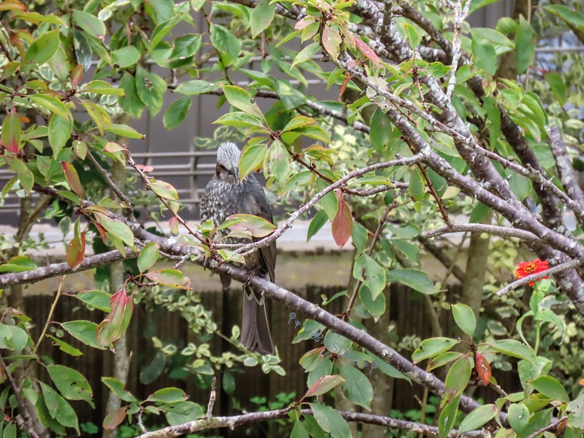 yumeasutw's tweet photo. 帰って来たヒヨちゃん🐦️
毎年秋が深まると
やって来るヒヨドリさん🐦️
今年も庭の梅の木にやって来て
御自慢の喉を披露しています🐦️🎶
#ヒヨドリ #鵯 #Brown_eared_Bulbul
#野鳥 #bird #庭来鳥 #地鳴き
#動画
#a2022 #a1015 #a202210 #a2022103 https://t.co/aLCYuN6SSC