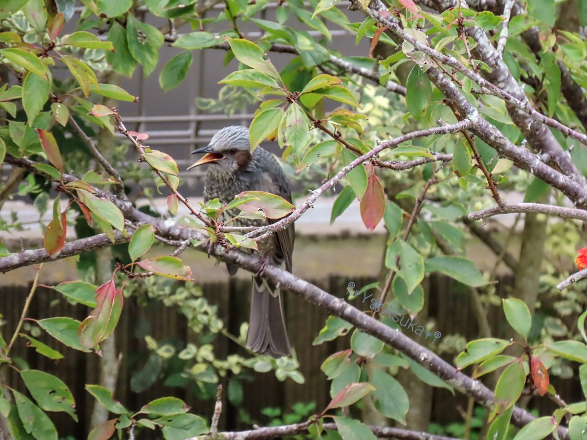 yumeasutw's tweet photo. 帰って来たヒヨちゃん🐦️
毎年秋が深まると
やって来るヒヨドリさん🐦️
今年も庭の梅の木にやって来て
御自慢の喉を披露しています🐦️🎶
#ヒヨドリ #鵯 #Brown_eared_Bulbul
#野鳥 #bird #庭来鳥 #地鳴き
#動画
#a2022 #a1015 #a202210 #a2022103 https://t.co/aLCYuN6SSC
