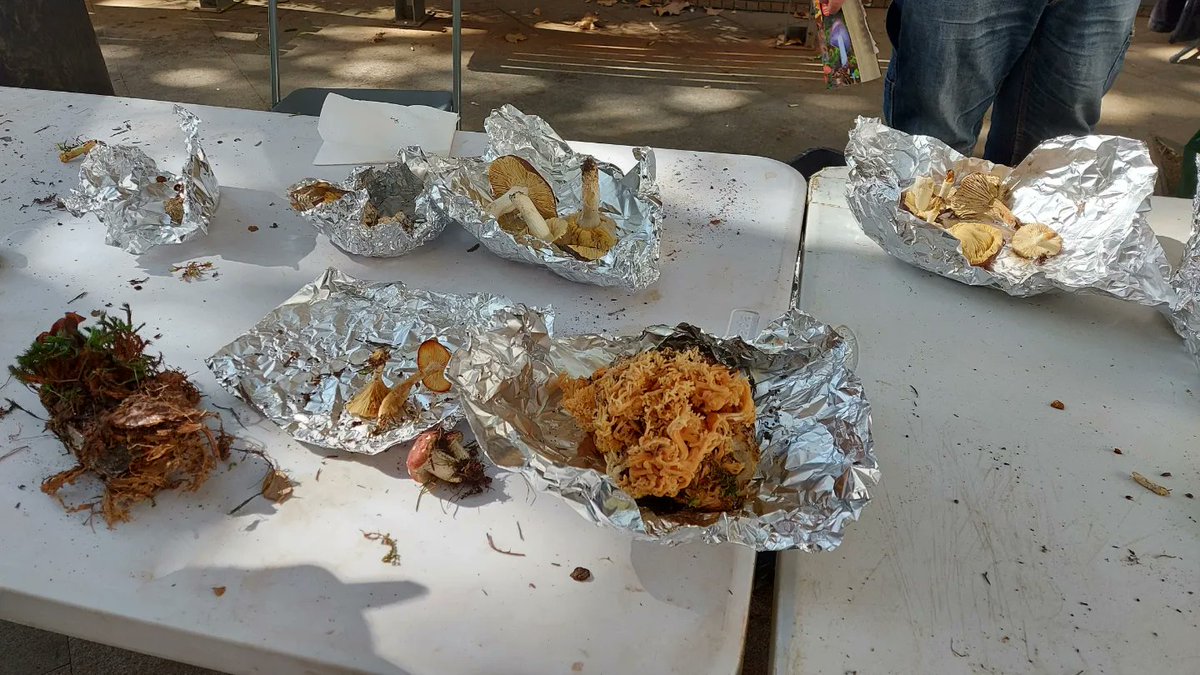 ajpremiademar's tweet photo. 🍄 Fins a les 20 h, a la plaça de l'Ajuntament trobareu la 13a Festa del Bolet
➡️ Amb exposició, venda i tastet de bolets, artesans i productes de tardor.
➡️ Organitza l'Aveca amb la col-laboració de l'Ajuntament.
#PremiàDeMar #Maresme #Bolets #AVECA #EntitatsPdM #FiresPdM https://t.co/8XmX9AUkJL