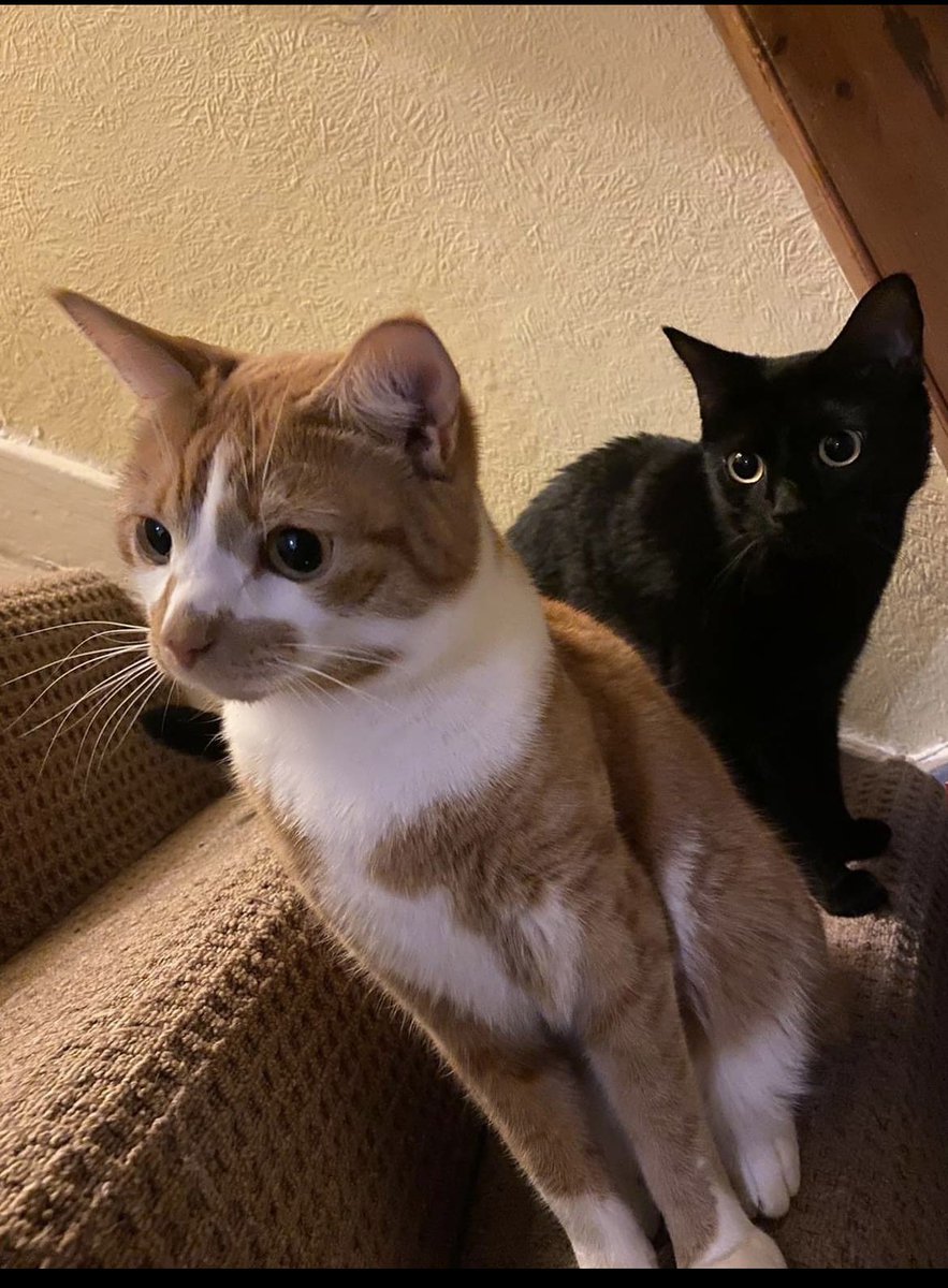 M33ARY's tweet photo. @htafc @WebboxPetFood Meet Ceathair & Cuig, brother and sister.#WebboxVIP https://t.co/LLucE0LQEu
