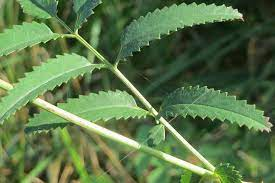 _Woman_health's tweet photo. #ChineseHerbs – #DiYu (Radix Sanguisorbae officinalis) https://t.co/ZvQQiIHNdD https://t.co/fnQnfQALGm