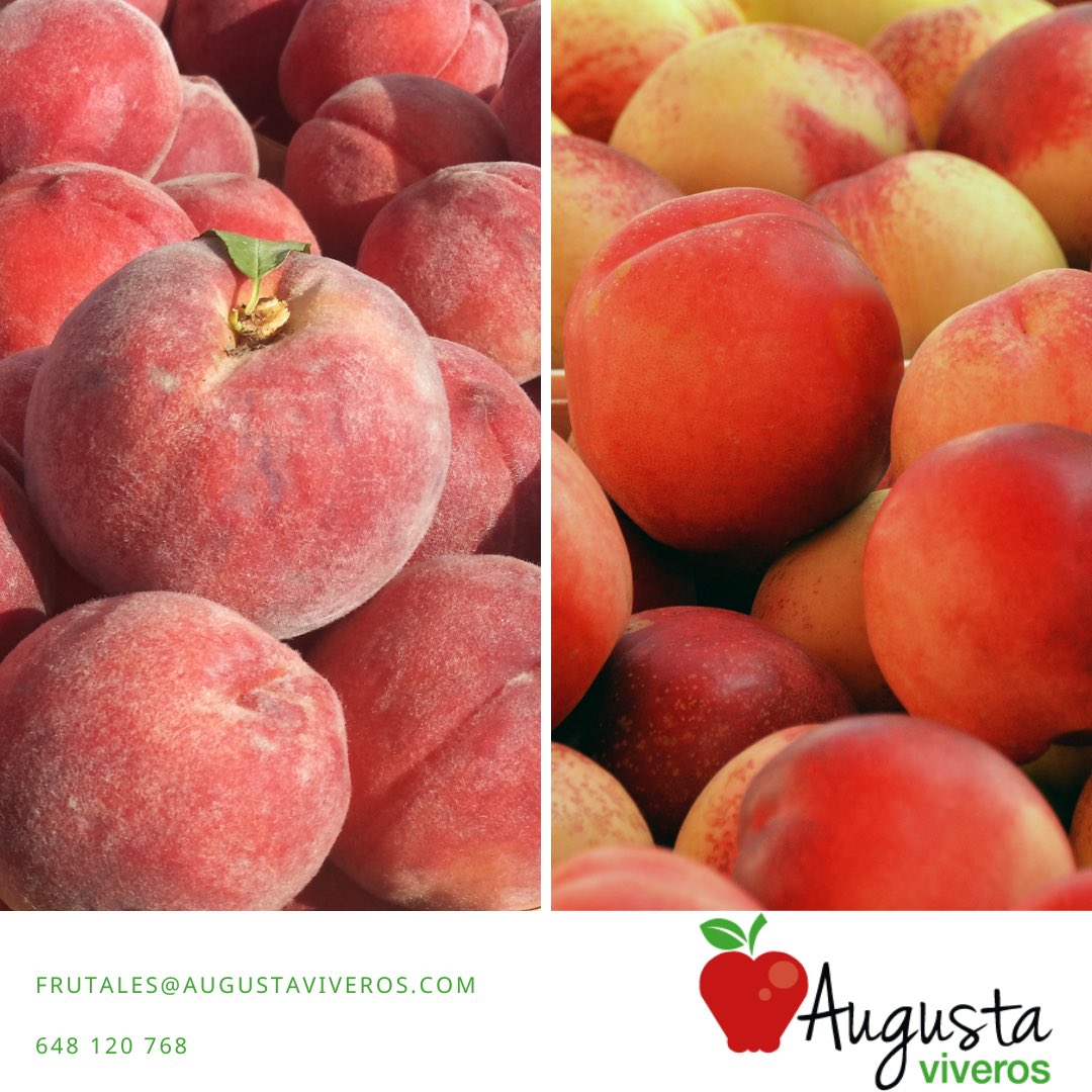 augustaviveros's tweet photo. ¿Conoces las diferencias entre #melocotón y #pavía? Aunque son variedades muy similares , no se trata de la misma #fruta 

La principal diferencia es la piel, la del melocotón es aterciopelada y la de la pavía es lisa, similar a la de la #ciruela. https://t.co/mWltD311NH