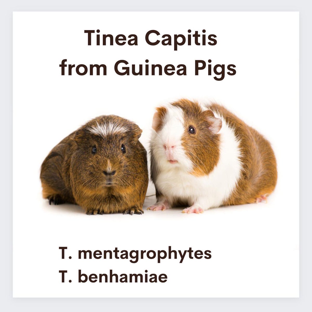 DonovanMedical's tweet photo. A new report reminds us that guinea pigs commonly harbour fungal organisms including Trichophyton mentagrophytes and Trichophyton benhamiae.
To read more about tinea capitis from guinea pigs and this interesting case, visit
https://t.co/s2LEJrR1xX
#tineacapitis #guineapigs https://t.co/fQHBRZCi3l