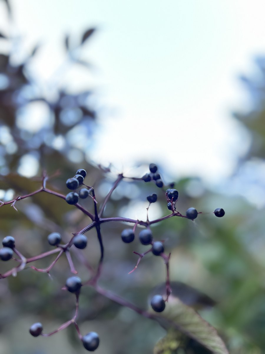 WoodlandWakeup's tweet photo. π΅οΈββοΈππHave you noticed any changes happening within nature recently? Colours changing perhaps? Let us know in the commentsβ¦ #nature #autumnchanges #naturalspace #woodlands https://t.co/zoBFx3Y4Kx