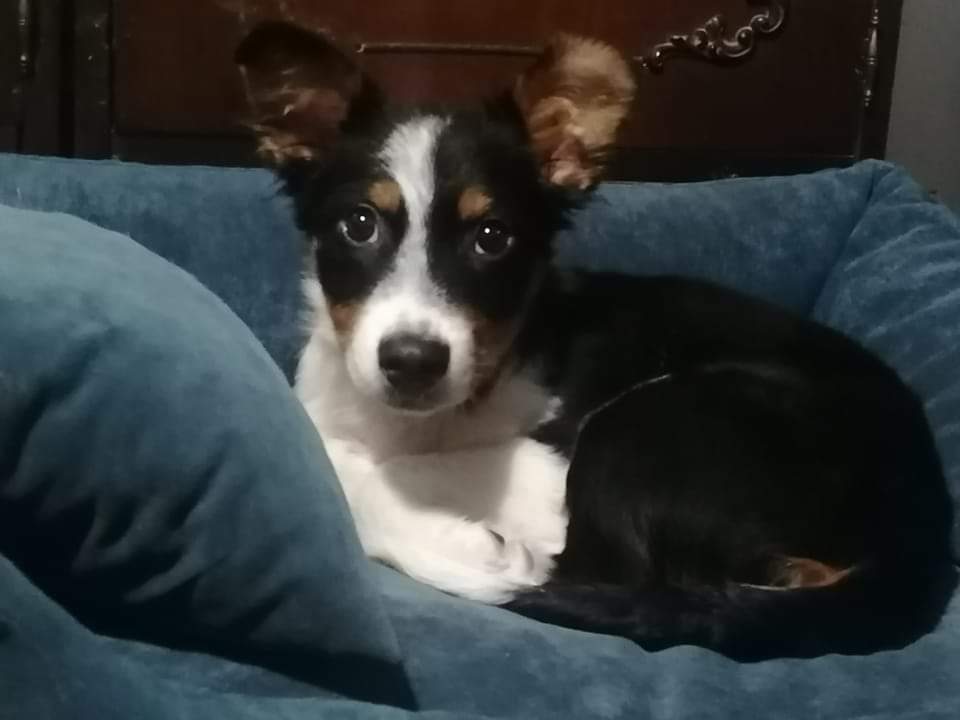 Drugari RT
BARNEY  je spreman za svoj zauvek dom, dlaka sija, koristi prostirke isključivo, jako je poslušan i dobrica je. Mačke ignoriše, jačeg od sebe poštuje, sklanja se.
On će imati oko 12ak kilograma, nizak je, ali ima dugačko telo, podseća na korgija.
Beograd
+381606153516