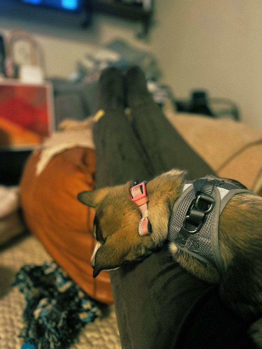 lcooney's tweet photo. Velour Feejays are best attire for restless puppy nights.
I may own 2 pairs ๐
Look โem up: https://t.co/Y2GehqDC5G
#ripley #feejays #fall #coldinCA https://t.co/njz4YhqYAe