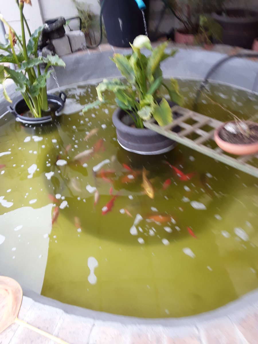 deanstober's tweet photo. Project done! Now it soema must rain #wetfish https://t.co/5Zfy7ZSCPK