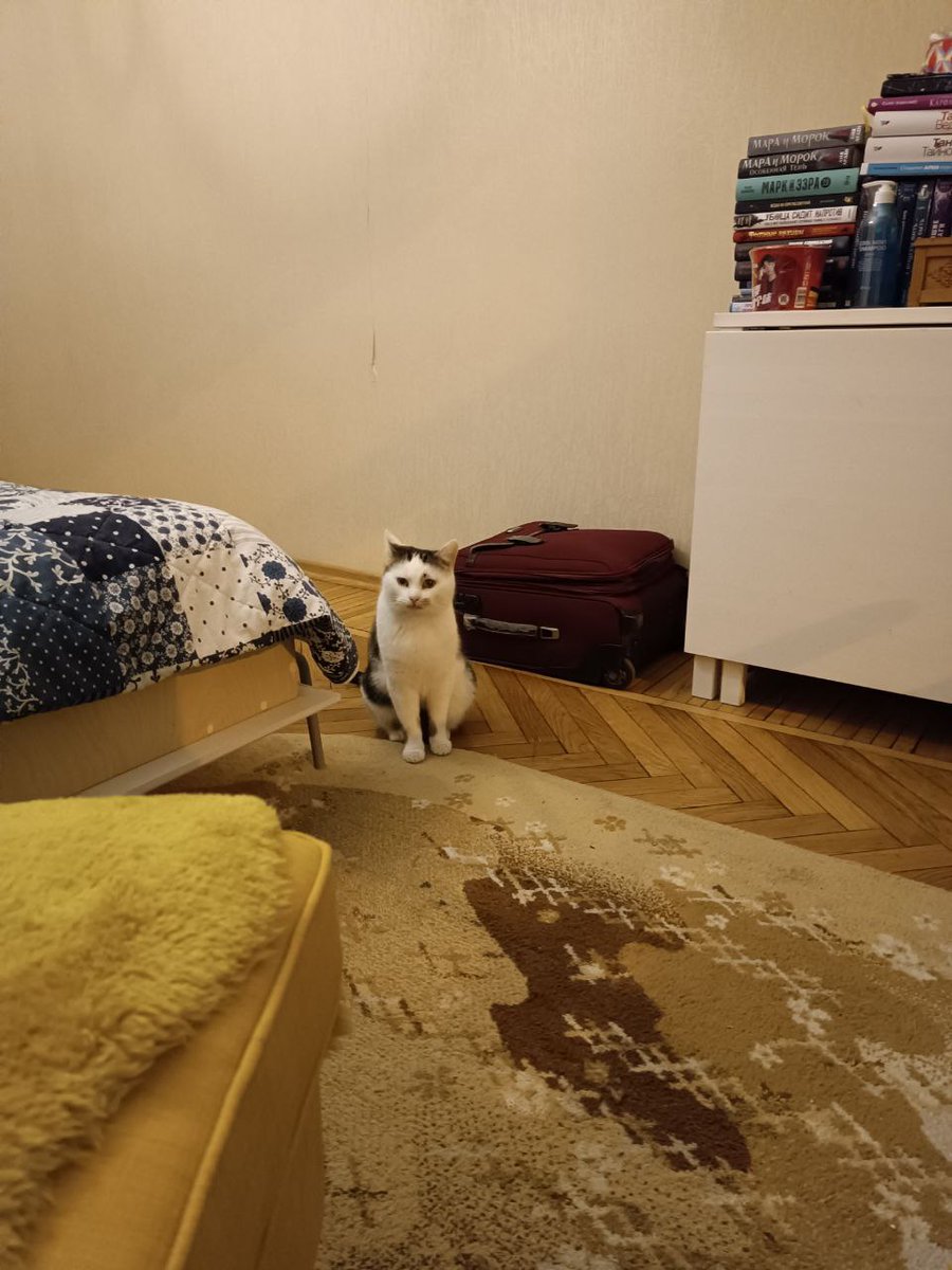 Как коты? Нагуляли жирок и шерстку к зиме
Мартин чисто лев (а я суко как Иероним Стридонский, это тот, который в меме про ветку)