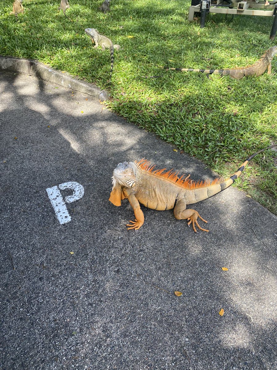 やっとWarrenで100切りできた！！嬉しい😆二日酔いだったのに、、、