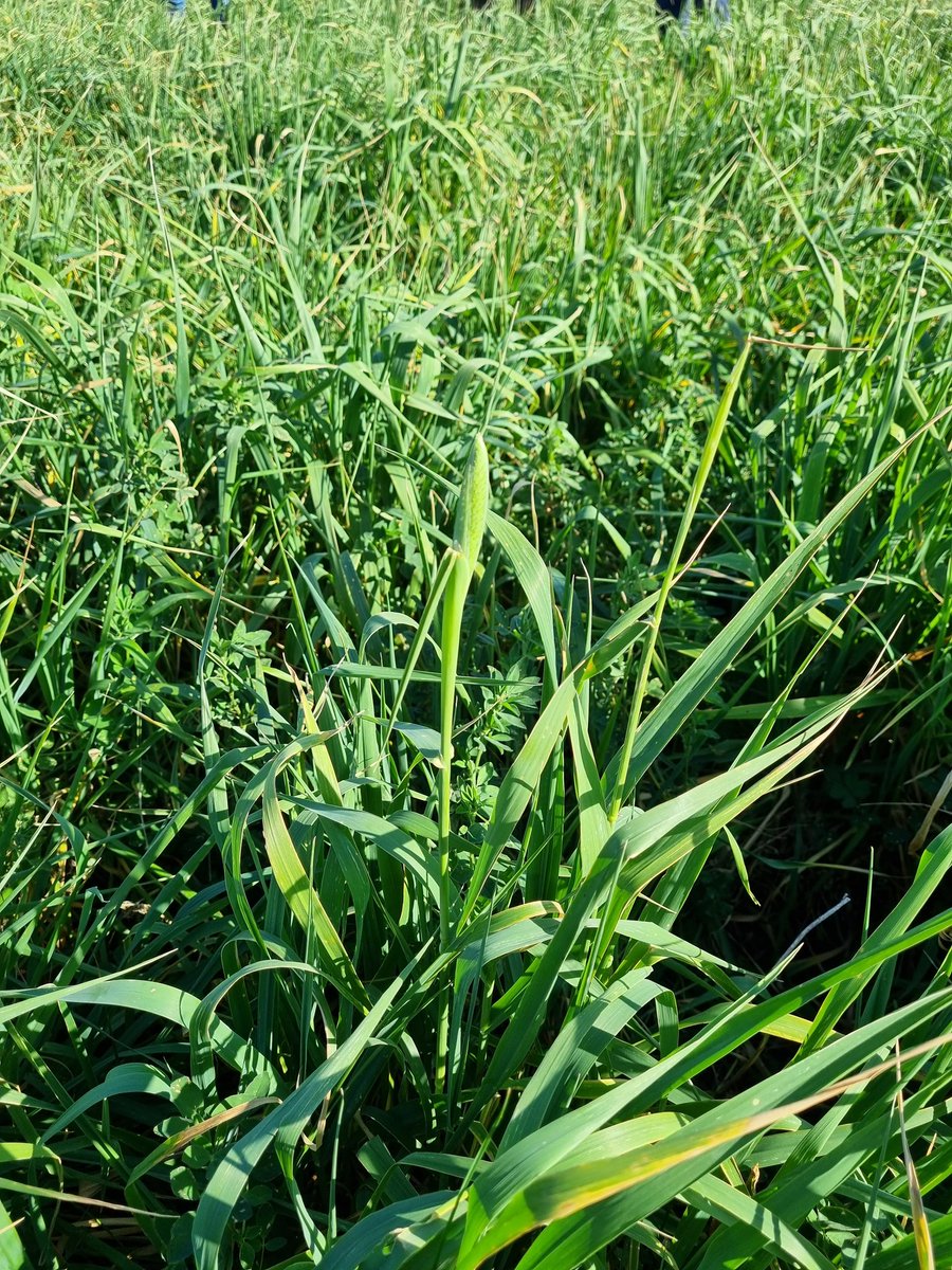 ⚠️Próximo Martes en Flores⚠️
Encuentro Nacional de Pastos <a href="/GentosUy/">Gentos Uruguay</a> #Zona1 Flores.
📍Dpto Flores. Ruta 14 Km 216,5. Est. Cherendent.
🗓️Martes 18/10
🕒Hora: 15:00hs
<a href="/fvillaam/">Federico Villaamil</a> <a href="/jpe_mar/">Juan Pedro Martínez</a> <a href="/flordambo/">Flor Damboriarena</a> 
#Falaris #Alfalfa #Dactylis
#MezclasForrajeras
#Comolementar ciclos.