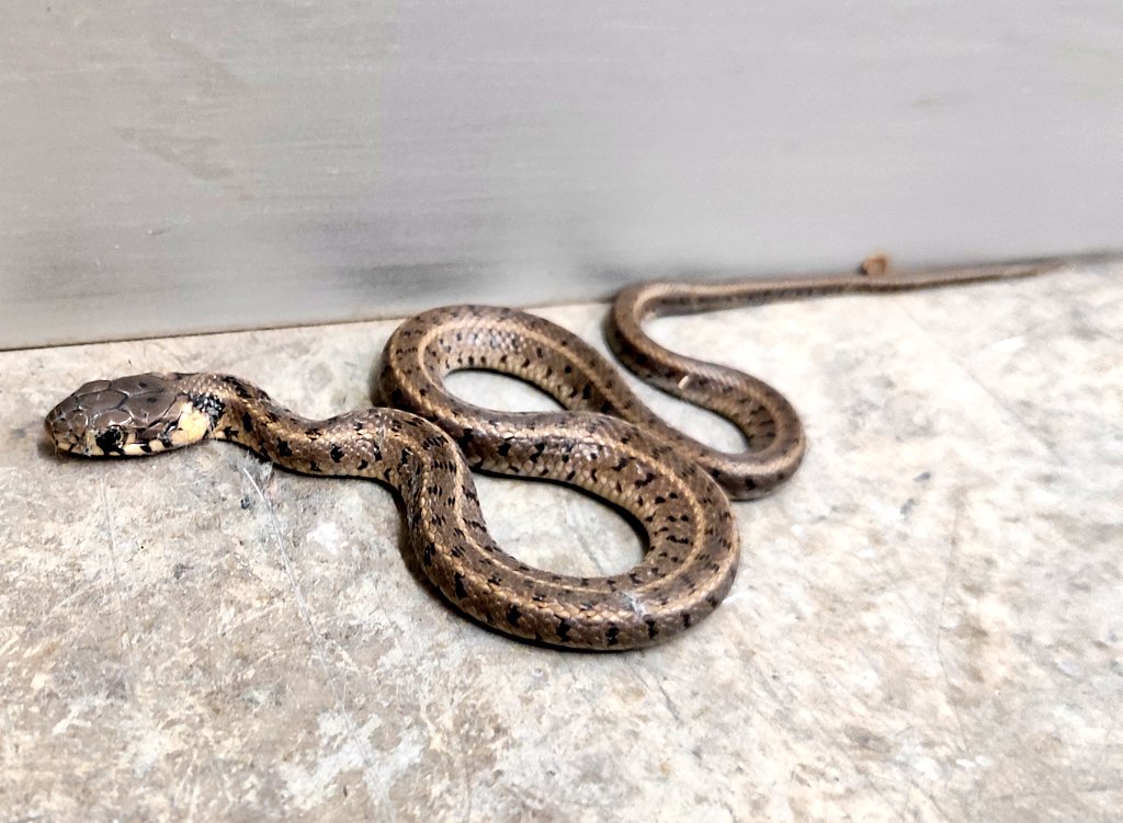 animalsworld_tr's tweet photo. Yarı sucul Yılan.#snake https://t.co/kDKU3pAEc8