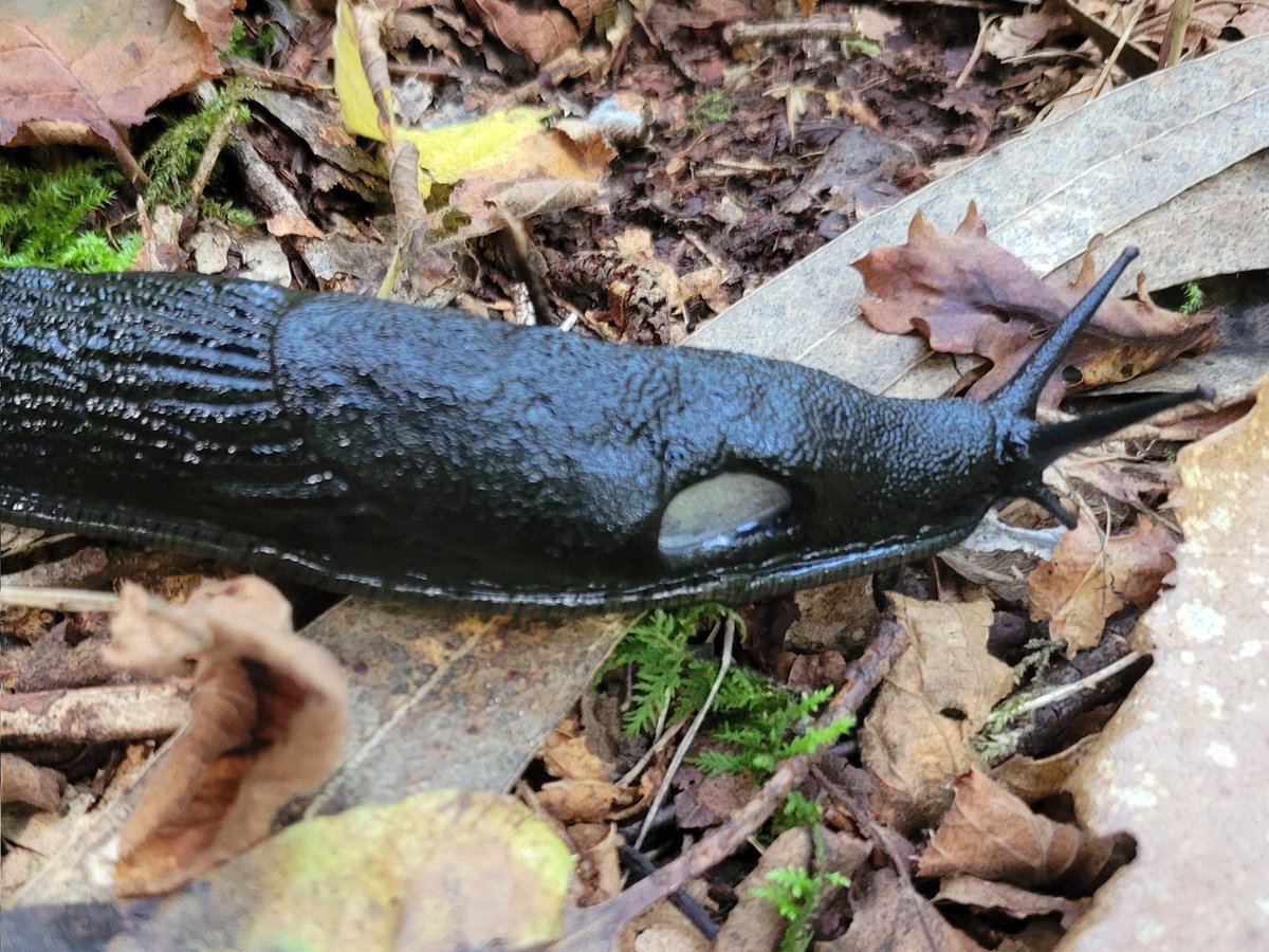 Orion Goodman (@bugstanaccount) on Twitter photo 