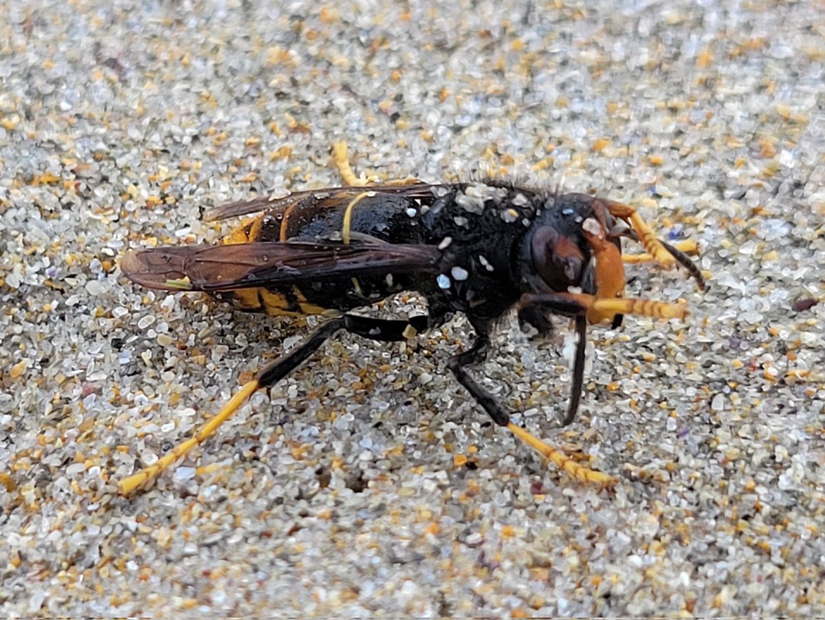 Orion Goodman (@bugstanaccount) on Twitter photo 