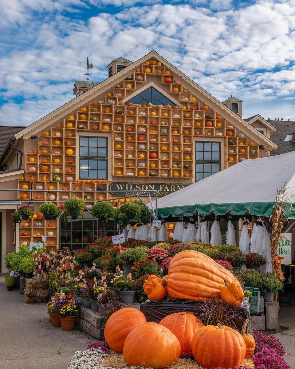 VisitMA's tweet photo. We love pumpkin season! 🎃🧡 Plan a visit to @WilsonFarm to see this colorful display in person 🍂 #VisitMA

📸 IG: jackdarylphotography
📍 Lexington, MA https://t.co/Twj5icBVPc