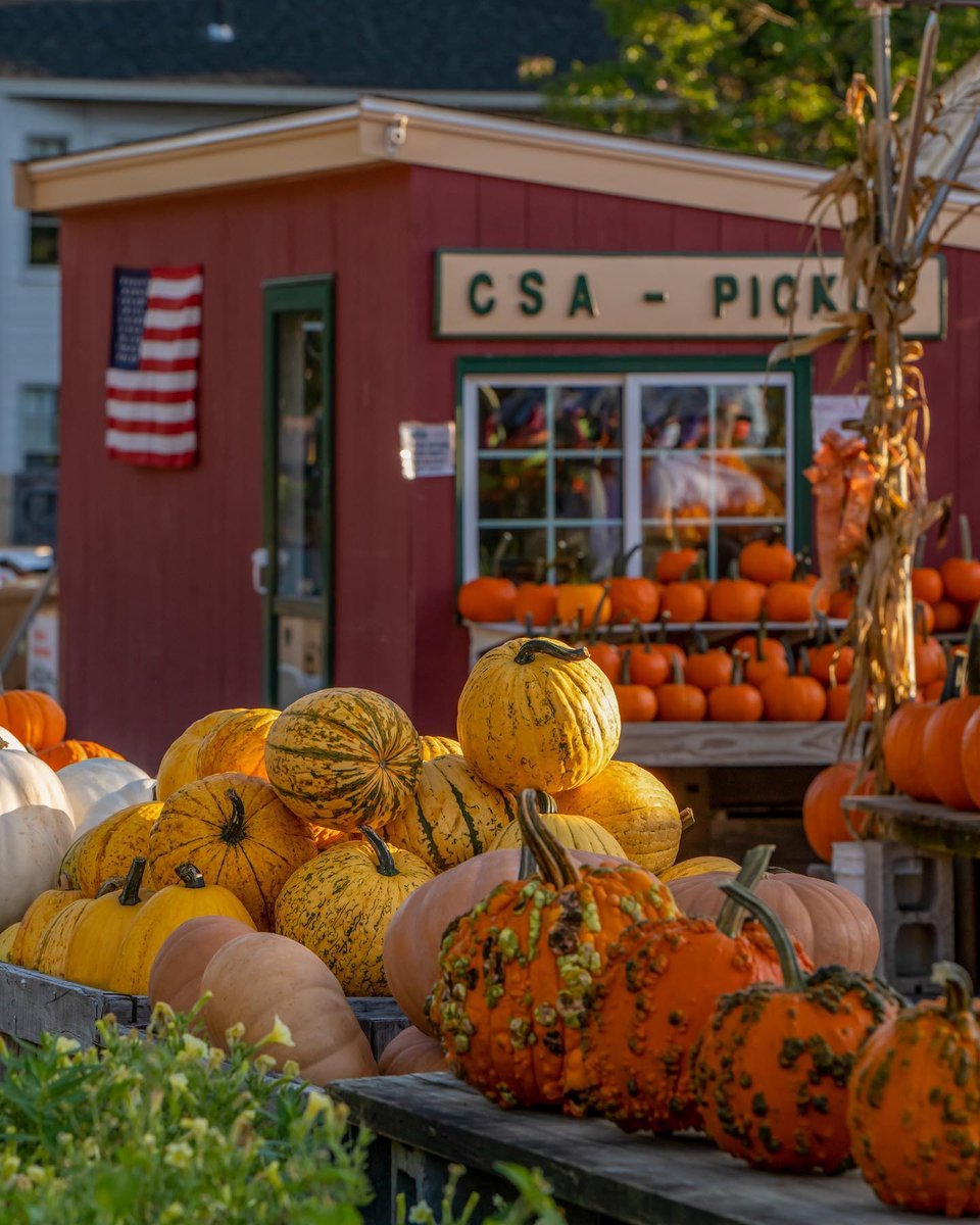 VisitMA's tweet photo. We love pumpkin season! 🎃🧡 Plan a visit to @WilsonFarm to see this colorful display in person 🍂 #VisitMA

📸 IG: jackdarylphotography
📍 Lexington, MA https://t.co/Twj5icBVPc