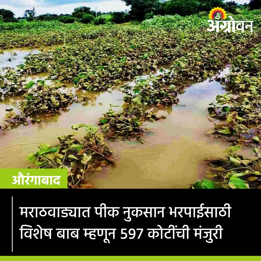 AGROWON's tweet photo. मराठवाड्यात पावसाने पिकाचे नुकसान झालेल्या शेतकऱ्यांना मदतीसाठी म्हणून ५९७ कोटी ५४ लाख ३००० रुपयांचा निधी वितरणास शासनाने मंजुरी दिली आहे.
बातमी:
https://t.co/AJLOQx3xz2
#Agrowon #AgricultureNews #DamageCompensation #CropDamage #Marathwada #RainDamage #ReliefFund #heavyrainfall https://t.co/H0KjJ2BF47