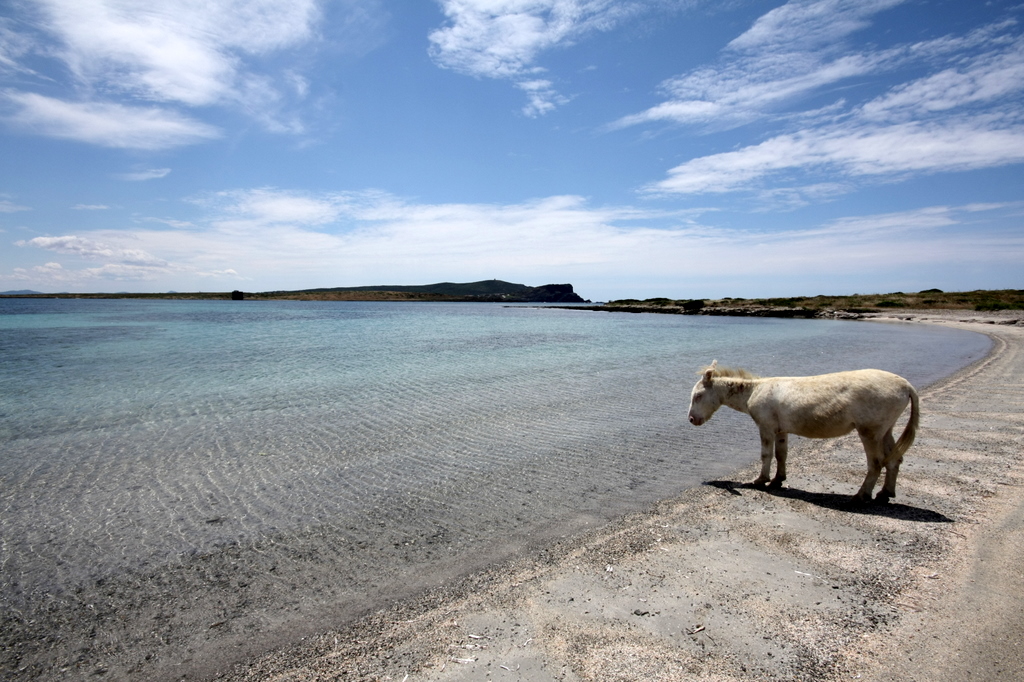 ASINARA is a tiny island off the coast of Sardinia. Its name comes from the Latin ‘insula sinuaria’, meaning ‘curved island’, but has since been influenced by the Italian word for donkey, ‘asino’—because the island’s only inhabitants are 140 miniature albino donkeys.
[📸 Asibiri]