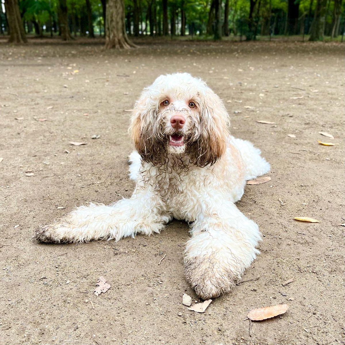 uruba_doodle's tweet photo. 今日の仕上がり

#dog #犬 #いぬのいる暮らし #犬のいる暮らし https://t.co/2cFAydW7ES