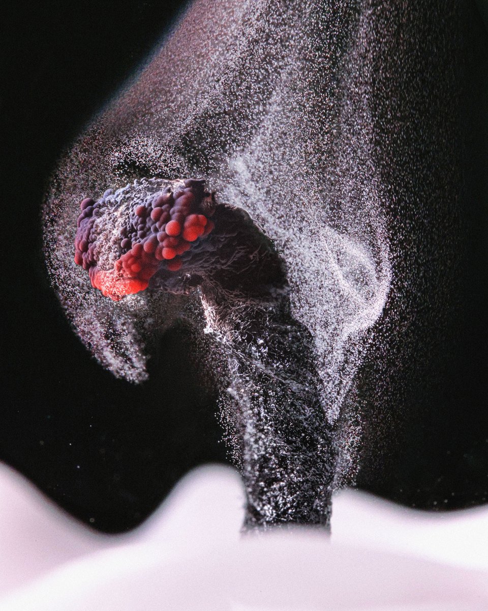 Science News (@sciencenews) on Twitter photo Who knew an image of an extinguished candle could be so captivating? Unburned bits of carbon are released into the air when the wick is warm enough to break up the wax but not to burn. It's one of our favorite images from <a href="/NikonSmallWorld/">Nikon Small World</a>.
sciencenews.org/article/nikon-… Who knew an image of an extinguished candle could be so captivating? Unburned bits of carbon are released into the air when the wick is warm enough to break up the wax but not to burn. It's one of our favorite images from <a href="/NikonSmallWorld/">Nikon Small World</a>.
sciencenews.org/article/nikon-…