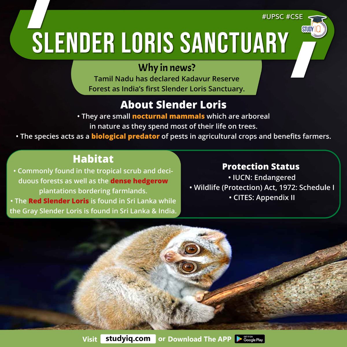 upsciq's tweet photo. #Slender #Loris #Senctuary
#slenderlorissencturay #tamilnadu #kadavurreserveforest #indiasforest #smallnocturnalmammals #nature #trees #biologicalpredator #agriculturecrops #benefitsfarmers #habitat #tropicalscrub #forests #densehedgrow #farmlands https://t.co/aPslDySgz6