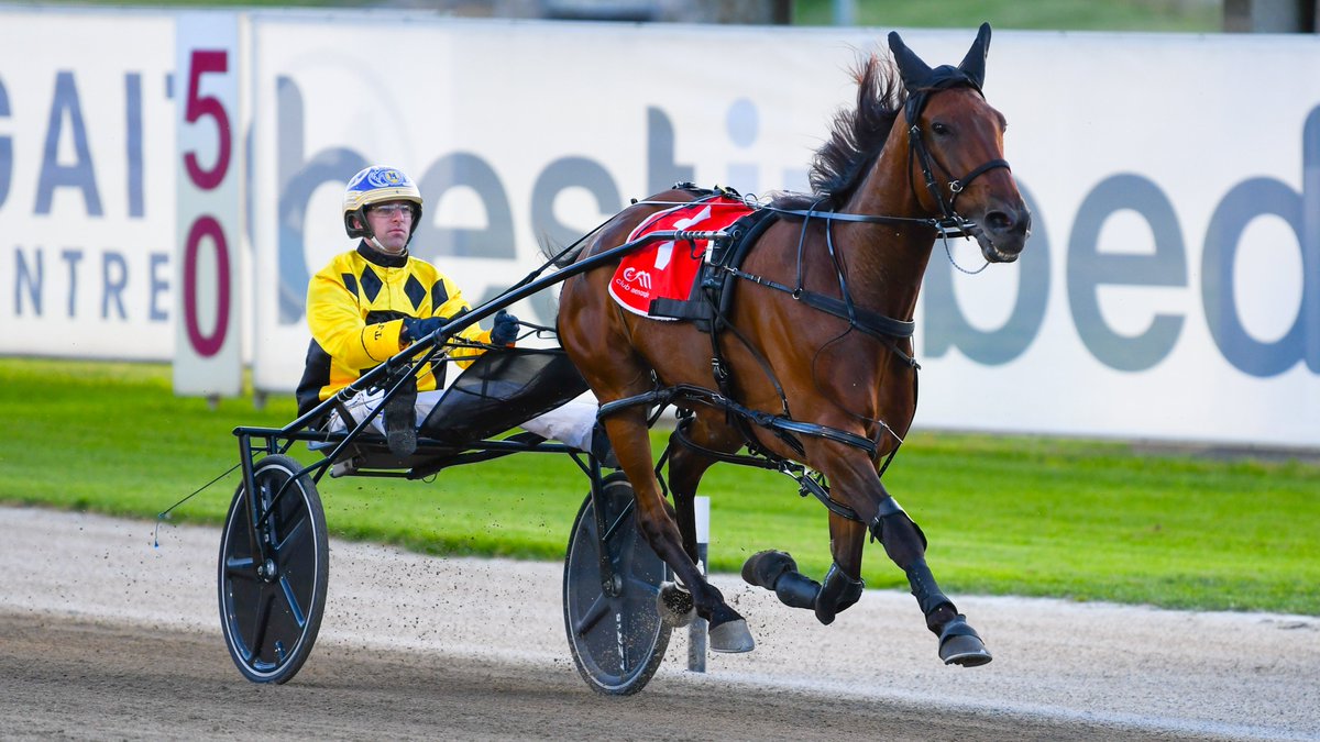 ClubMenangle's tweet photo. Jazzy Star NZ claims back-to-back Club Menangle victories as the gelding takes out the opening event on tonight's card, the @Allied_Express Specialised Logistics Pace. Trained by @trev_munday and driven by Cameron Hart, he recorded a mile rate of 1.51.8. https://t.co/NmqkMgDxnI