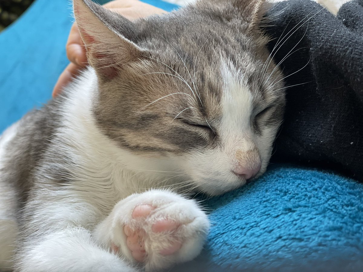 Kate_Lides's tweet photo. Tomorrow you’ll go to your forever home 🥹♥️ I’ll miss you 🥺♥️
#Foster #fosterkitten #fostercat #CatsofTwittter #kittensoftwitter #Caturday https://t.co/TiZPAlqHWW
