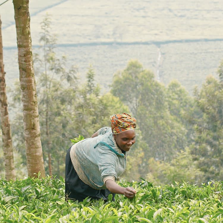 Suku_Chai's tweet photo. TEAFORSHE PROGRAM aims at empowering Rural Women tea growers to increase income generation and improve livelihoods. https://t.co/hDOxNsa4iv