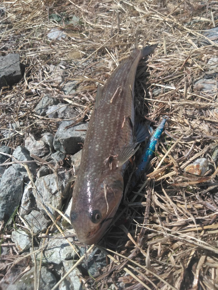takki22angler's tweet photo. またまた小骨野郎×2
一昨日のお一人様で青物5本はいったい‥
ジギンガー10人くらい全員0青物
#マエソ
#JACKALL
#BIGBACKER
#SLIDESTICK
#イワシグローベリーボーダーホロ https://t.co/YXLXOCDDkM