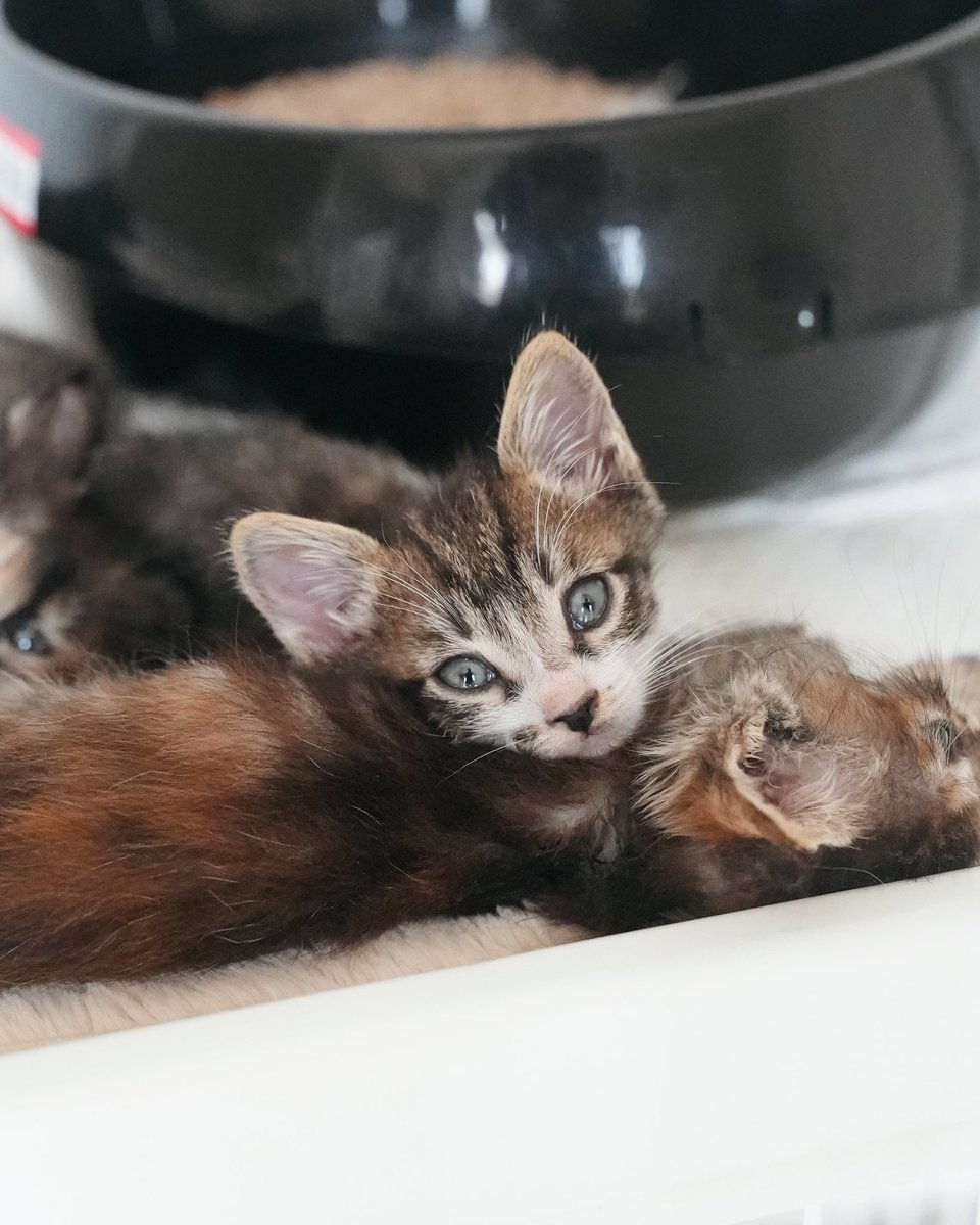 ぽちたん Pochiweed Twitter