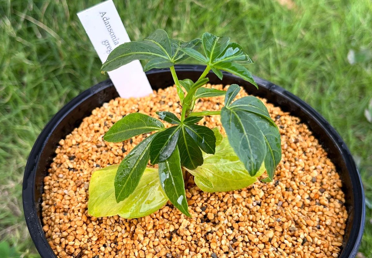 dk_fishing's tweet photo. オーストラリアバオバブの苗🌱
植え替えてから3ヶ月
少しずつ成長中🥹
#バオバブ #バオバブの木 https://t.co/wJinL3VeXm