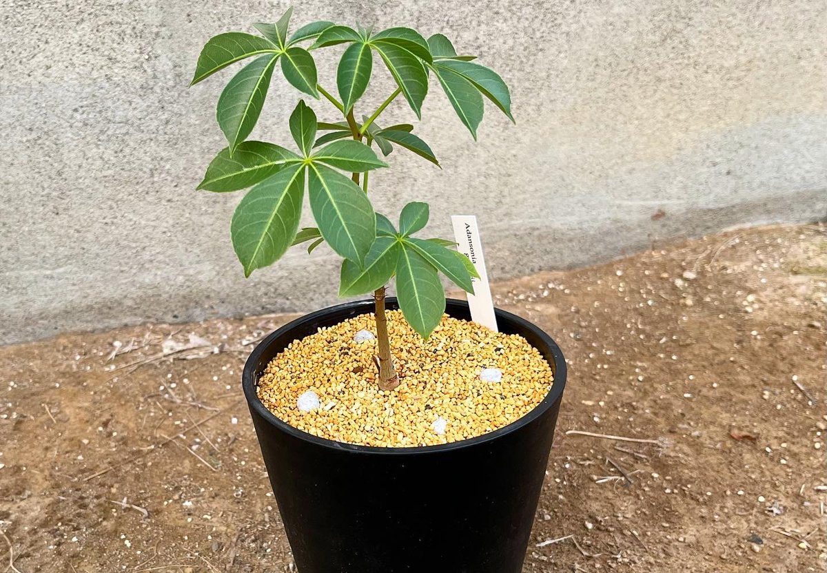 dk_fishing's tweet photo. オーストラリアバオバブの苗🌱
植え替えてから3ヶ月
少しずつ成長中🥹
#バオバブ #バオバブの木 https://t.co/wJinL3VeXm