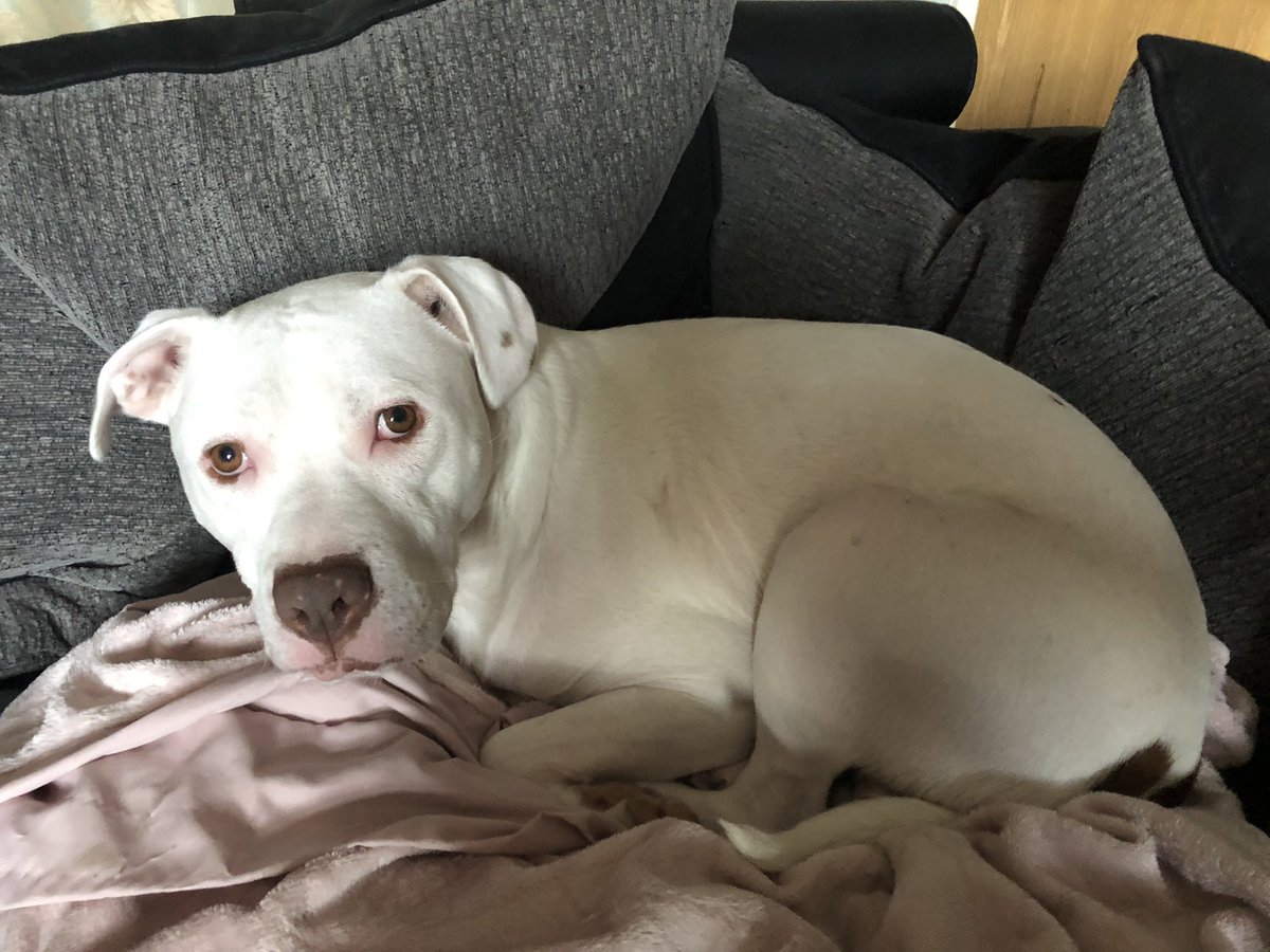 TheGamingH1v3's tweet photo. Not all heroes wear capes.. some wag their tails π€π€β€οΈ
#americanbullyxl #bullypup #twitterpets https://t.co/46glY9Tp8P