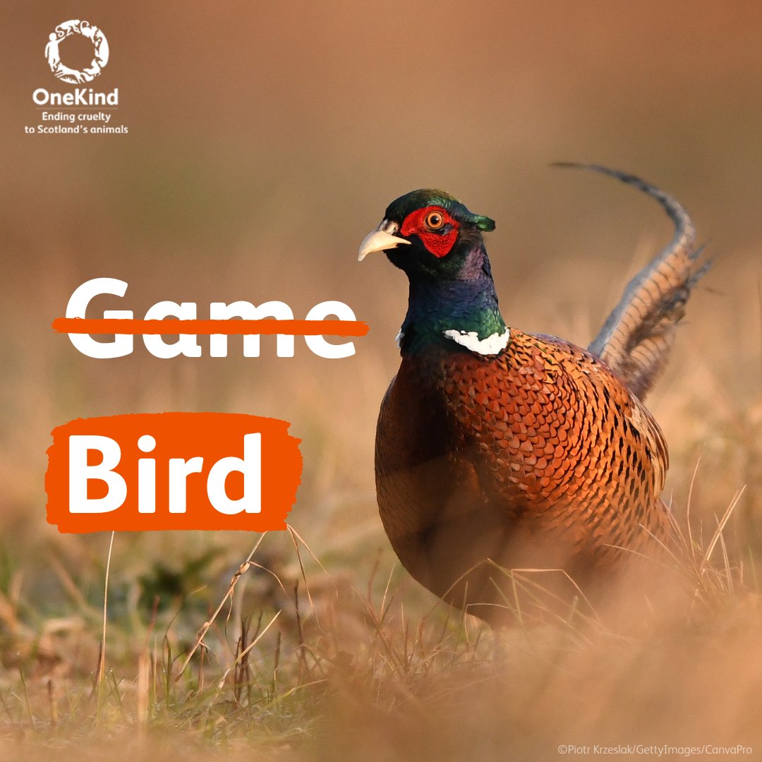 On #RoastPheasantDay we're calling for pheasants & other hunted birds like grouse to be seen as the sentient individuals they are, not 'game' to be shot for fun. Not to mention the suffering endured by the animals snared to prop up this cruel 'sport.' #BanSnares #ForTheFoxes