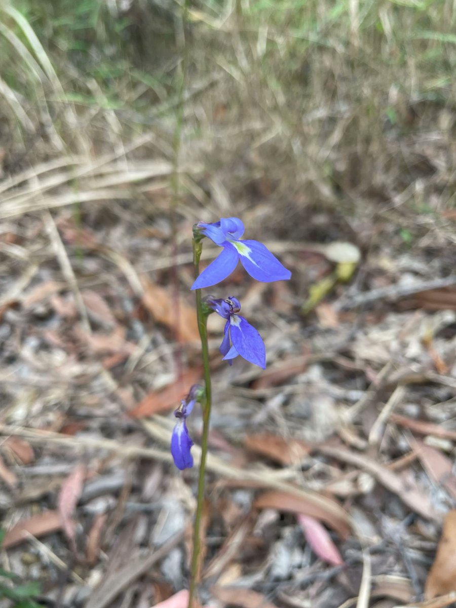 The stunning Lobelia gibbosa (native lobelia) in flower at Maroochy Regional Bushland Botanic Gardens <a href="/CouncilSCC/">Sunshine Coast Council</a>