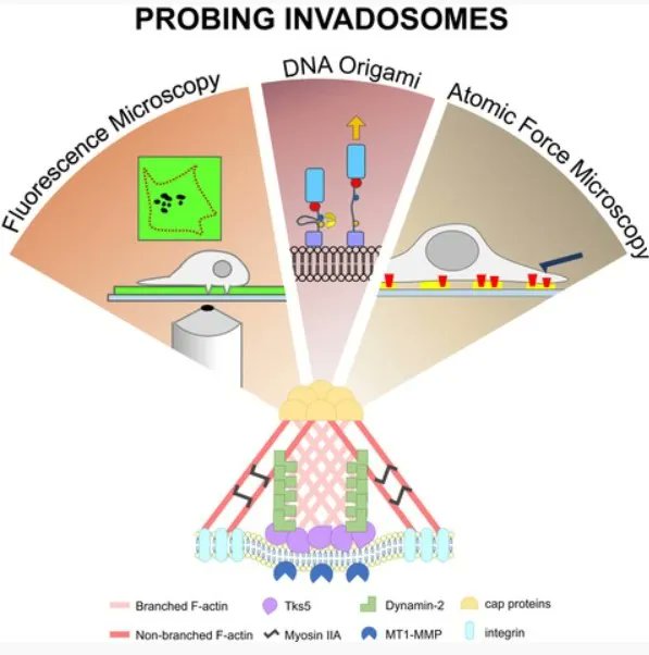 FEBSJournal's tweet photo. 📝 Emerging Methods and Technologies 📝 

Probing invadosomes: technologies for the analysis of invadosomes  

🖋️ By Ya-Wen Liu and co-authors from National Taiwan University 
🔗https://t.co/34e31bDAru 
#focaladhesion #invadosomedynamics #proteolyticactivity https://t.co/VIrNKKkWBD