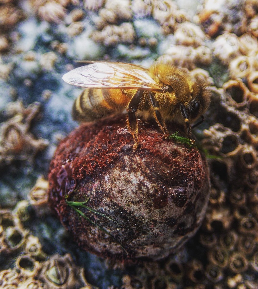 Superloris's tweet photo. Not what I was expecting to find on a low shore survey (&amp;sadly outside my quadrat) a Honey Bee (?@B_Strawbridge) resting on an algae encrusted Top Shell. Such wonderful textures &amp; colours in such a small space #closelooking #nature #shoresearch2022 @CwallWildlife @BBCNatureUK https://t.co/Fe9glHnA3l