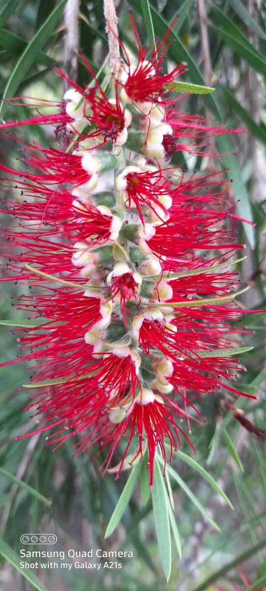 tongamp_g's tweet photo. #bushflower #treeflower #nature https://t.co/C5nlmsoWfc