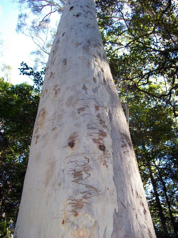 SignataOfficial's tweet photo. What does "Signata" mean? It's Latin for "she signs", but if you're an Australian you also might've seen the Eucalyptus Signata tree before (also known as the Scribbly Gum) https://t.co/SpQemCGBQn