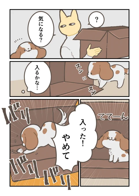 犬日記 意外と狭いところ好きだよね 
