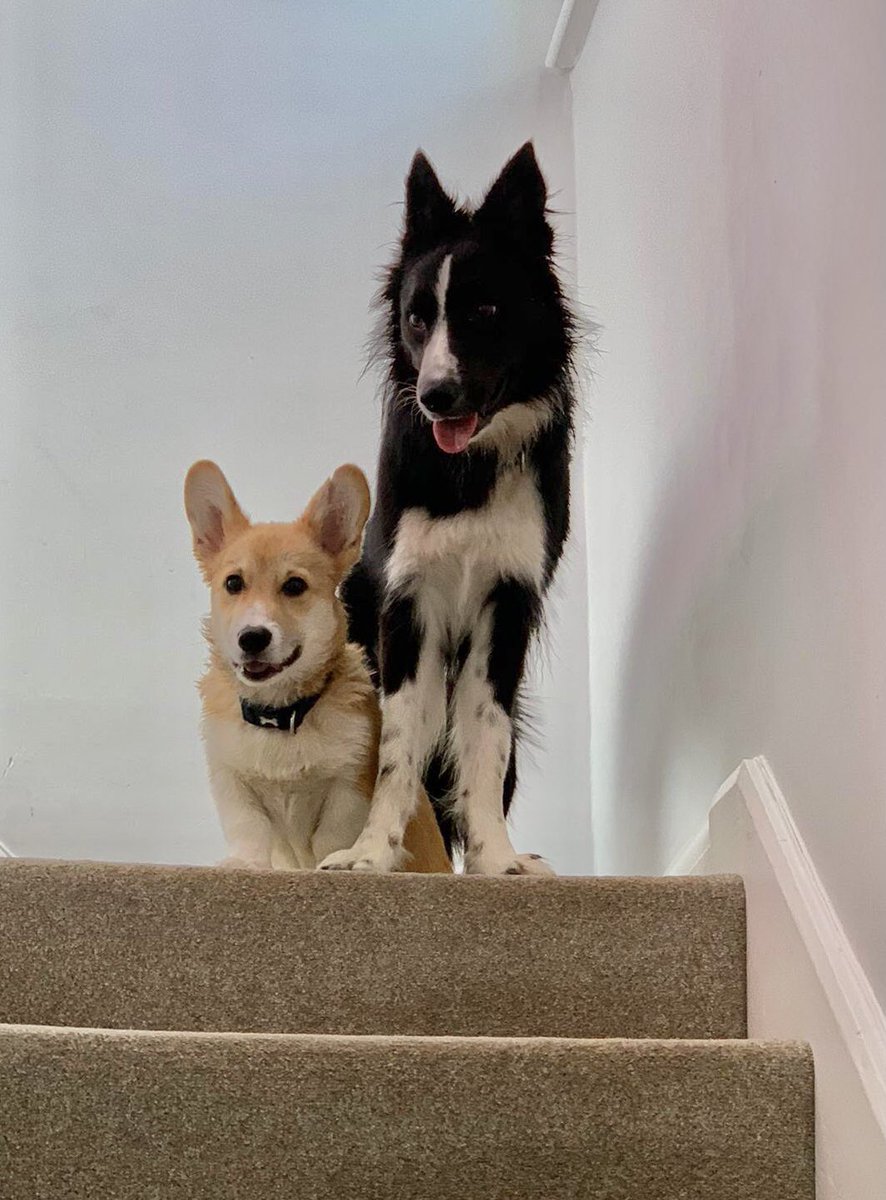 Lucy Meacock on Twitter "This dog is not allowed upstairs! 