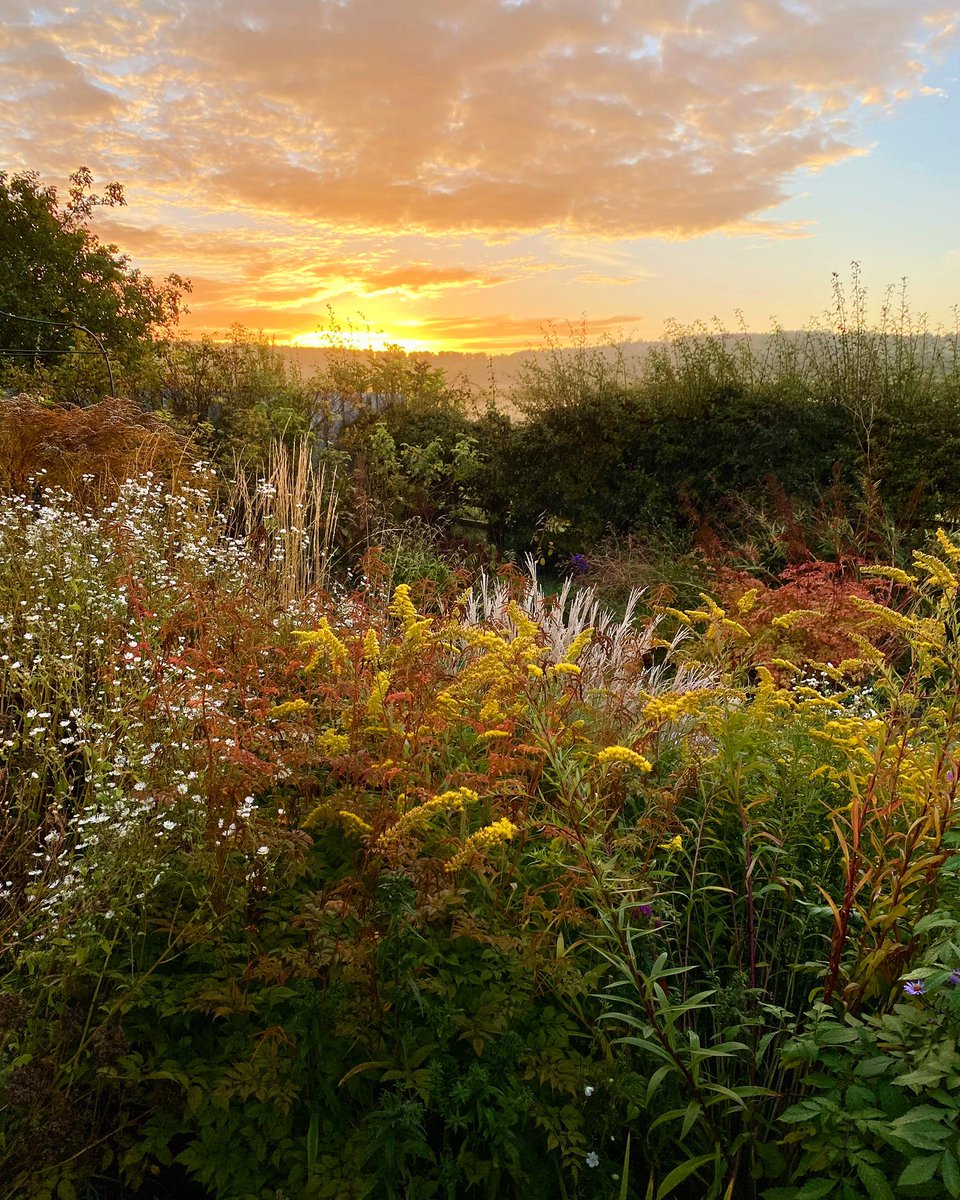 Andrea Jones (@andreajonesphot) on Twitter photo Amazing how a clever choice of #plants can blend a small space into the landscape so beautifully. Thanks to <a href="/JohnMGrimshaw/">John Grimshaw</a> for inviting me to capture his wonderful country #garden in #yorkshire.
.
#gardenphotography #inspired #sunrise Amazing how a clever choice of #plants can blend a small space into the landscape so beautifully. Thanks to <a href="/JohnMGrimshaw/">John Grimshaw</a> for inviting me to capture his wonderful country #garden in #yorkshire.
.
#gardenphotography #inspired #sunrise